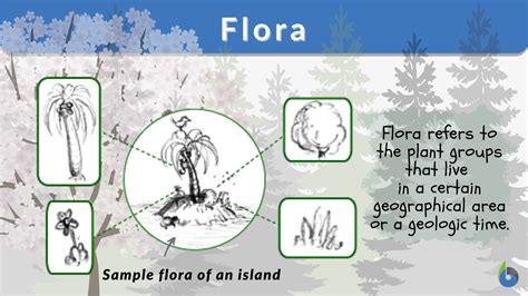 Flora Definition and Examples .